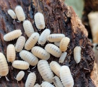 (Category: ) located in . Submitted by fishandplants (Listing ID 1435797635, Image 1). Description: .