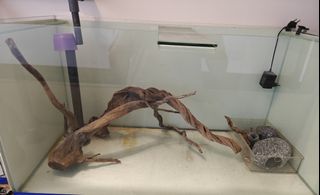 (Category: ) located in . Submitted by tillylover (Listing ID 1435793881, Image 1). Description: .