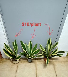 (Category: ) located in . Submitted by superng21 (Listing ID 1435729956, Image 1). Description: .