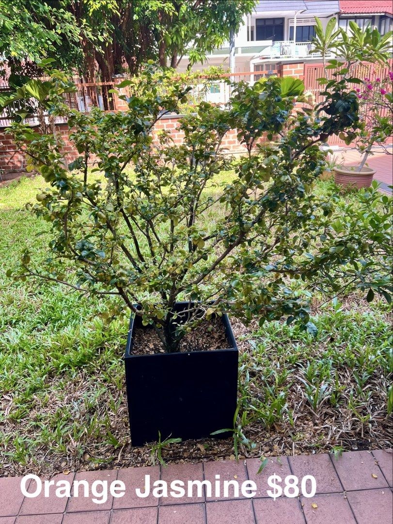 Healthy Plants