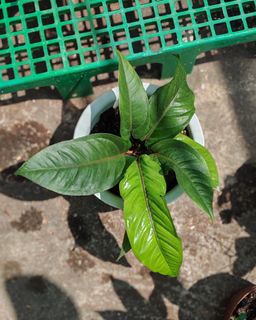 (Category: ) located in . Submitted by plantcorner (Listing ID 1440866804, Image 1). Description: .