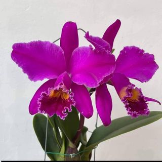 (Category: ) located in . Submitted by juliusng (Listing ID 1440871144, Image 1). Description: .