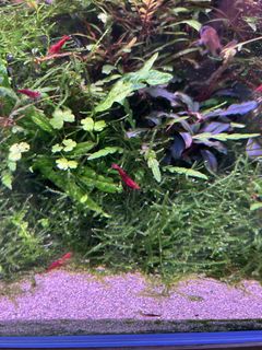 (Category: ) located in . Submitted by agathach (Listing ID 1440768258, Image 1). Description: .