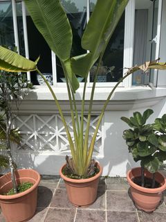 (Category: ) located in . Submitted by eandreshk (Listing ID 1440777337, Image 1). Description: .