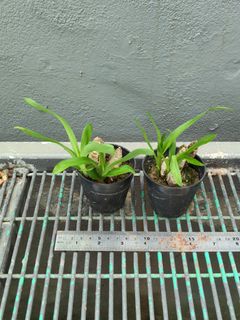 Miniature Orchids Collection item 2