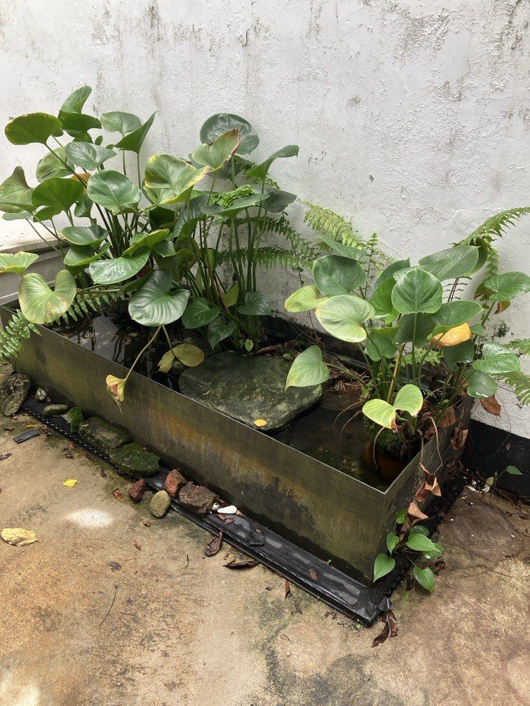 Fiber glass pond huge rectangular468267512418150401