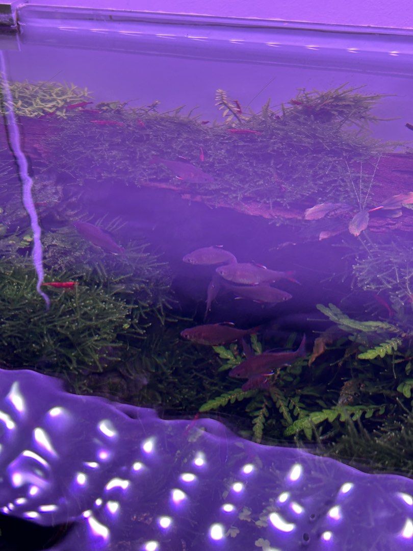 Bogor (Java) moss (Category: Homes & Other Pet Accessories) located in Singapore. Submitted by agathach (Listing ID 1440768871, Image 2). Description: Bogor Moss for sale 10 x 10 cm for $ 12 - Live aquarium plants and moss available - Ideal for aquascaping and creating natural habitats - Promotes a healthy environment for fish and shrimp - Vibrant green and healthy specimens .