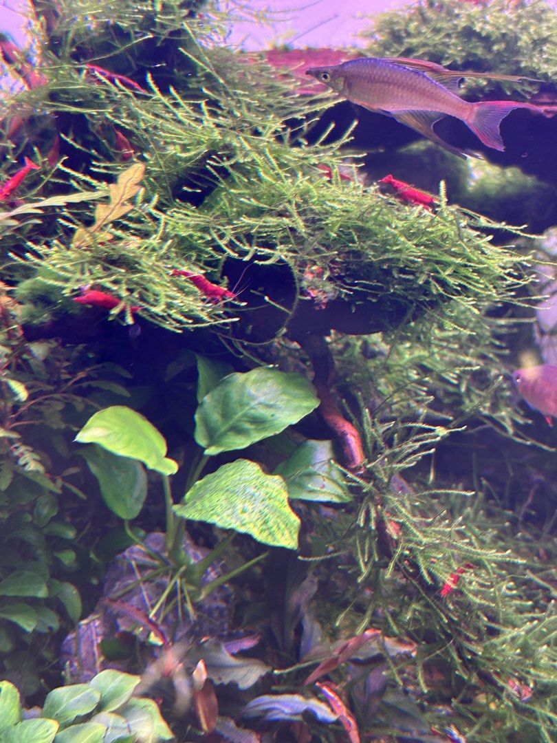 Bogor (Java) moss (Category: Homes & Other Pet Accessories) located in Singapore. Submitted by agathach (Listing ID 1440768871, Image 3). Description: Bogor Moss for sale 10 x 10 cm for $ 12 - Live aquarium plants and moss available - Ideal for aquascaping and creating natural habitats - Promotes a healthy environment for fish and shrimp - Vibrant green and healthy specimens .