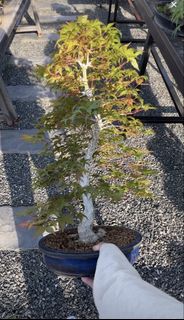 (Category: ) located in . Submitted by plants_plants (Listing ID 1440928960, Image 1). Description: .