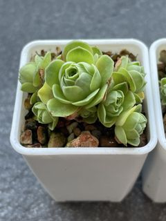 (Category: ) located in . Submitted by qq_garden (Listing ID 1440950457, Image 1). Description: .