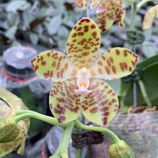 Novelty Phalaenopsis and Phalaenopsis species Collection item 3