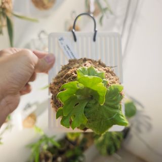 (Category: ) located in . Submitted by d.botanics (Listing ID 1440768973, Image 1). Description: .