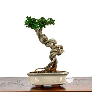 (Category: ) located in . Submitted by bonsai_inc (Listing ID 1440894418, Image 1). Description: .