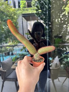 (Category: ) located in . Submitted by helloplants123 (Listing ID 1440853653, Image 1). Description: .