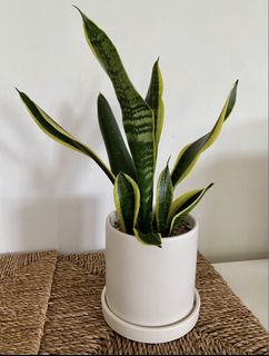 （分類：）位於 。 由 dreamplants 提交（商品編號 1395394170，圖片 1）。簡介： 。