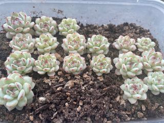 (Category: ) located in . Submitted by qq_garden (Listing ID 1440708759, Image 1). Description: .