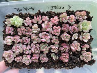 (Category: ) located in . Submitted by qq_garden (Listing ID 1440873824, Image 1). Description: .