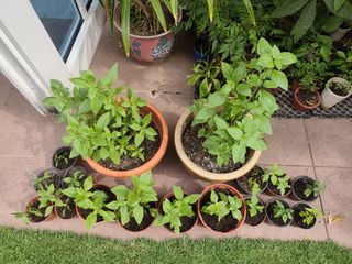 (Category: ) located in . Submitted by gardensnick (Listing ID 1440838517, Image 1). Description: .