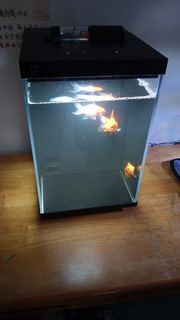 (Category: ) located in . Submitted by lucasjun92 (Listing ID 1440765249, Image 1). Description: .