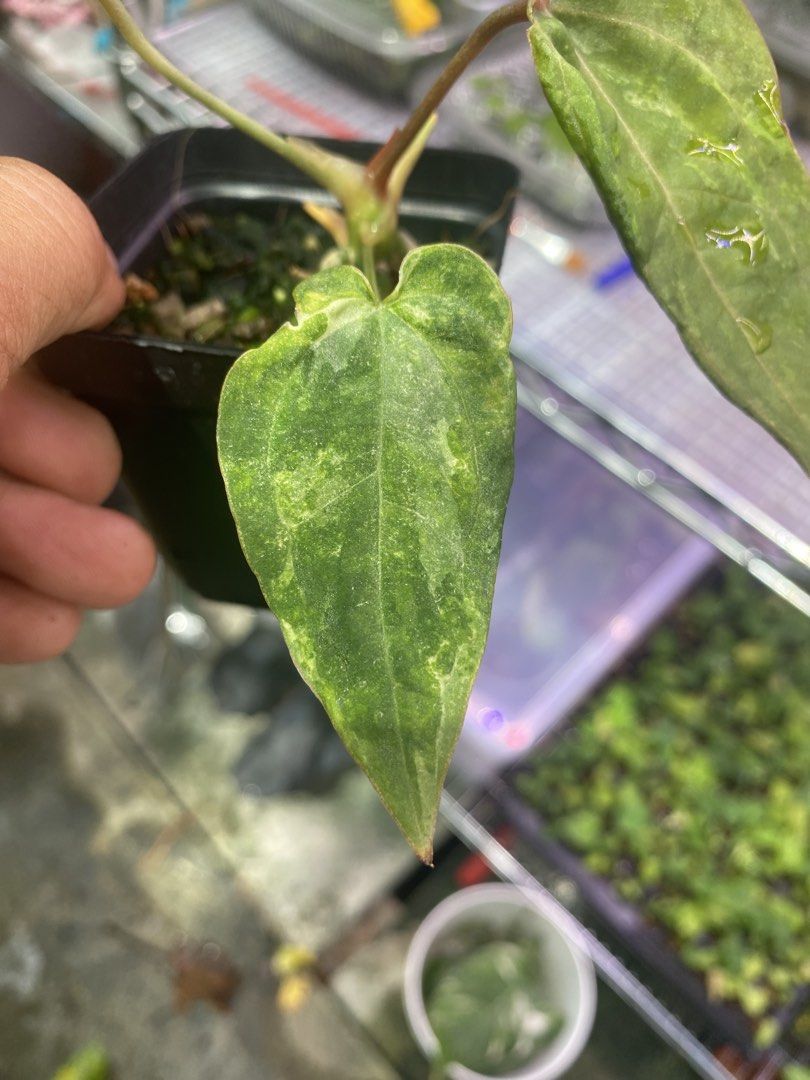 95 (Category: Plants & Seeds) located in Bayan Lepas. Submitted by stevendxn (Listing ID 1441077535, Image 3). Description: House plant 🌿 to let go Minat Boleh datang ambil dk sungai nibong Yg duduk Jauh dari penang kita Boleh pos .