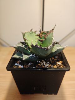 （分類：）位於 。 由 plantplayer 提交（商品編號 1441085721，圖片 1）。簡介： 。