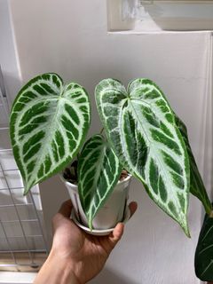 （分類：）位於 。 由 hei_man_123 提交（商品編號 1440966990，圖片 1）。簡介： 。