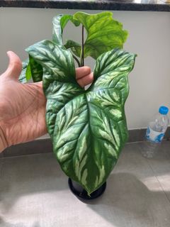 （分類：）位於 。 由 hei_man_123 提交（商品編號 1440967774，圖片 1）。簡介： 。