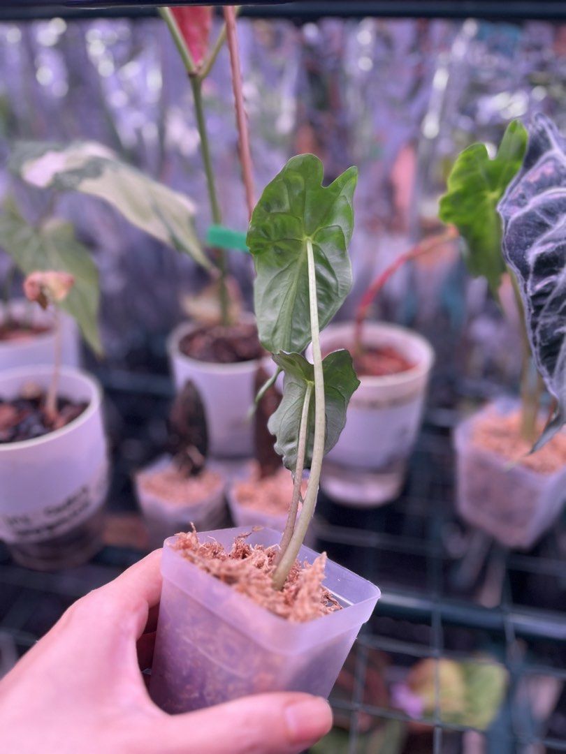 Alocasia Venom Plant (Category: Plants & Seeds) located in Quezon City. Submitted by imc888 (Listing ID 1441140454, Image 2). Description: - Healthy Alocasia 'Venom' plant - Currently growing well in moss - Ready for its new home - Please check photos for detailed condition - Don't miss out on this beautiful plant!.