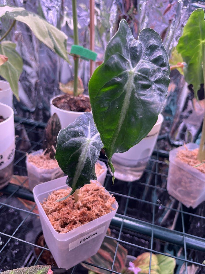 Alocasia Venom Plant (Category: Plants & Seeds) located in Quezon City. Submitted by imc888 (Listing ID 1441140454, Image 1). Description: - Healthy Alocasia 'Venom' plant - Currently growing well in moss - Ready for its new home - Please check photos for detailed condition - Don't miss out on this beautiful plant!.