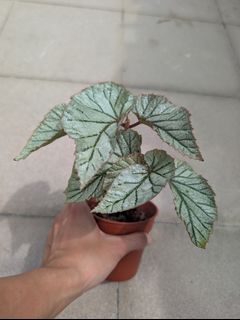 (Category: ) located in . Submitted by prettyeasyplants (Listing ID 1440985089, Image 1). Description: .