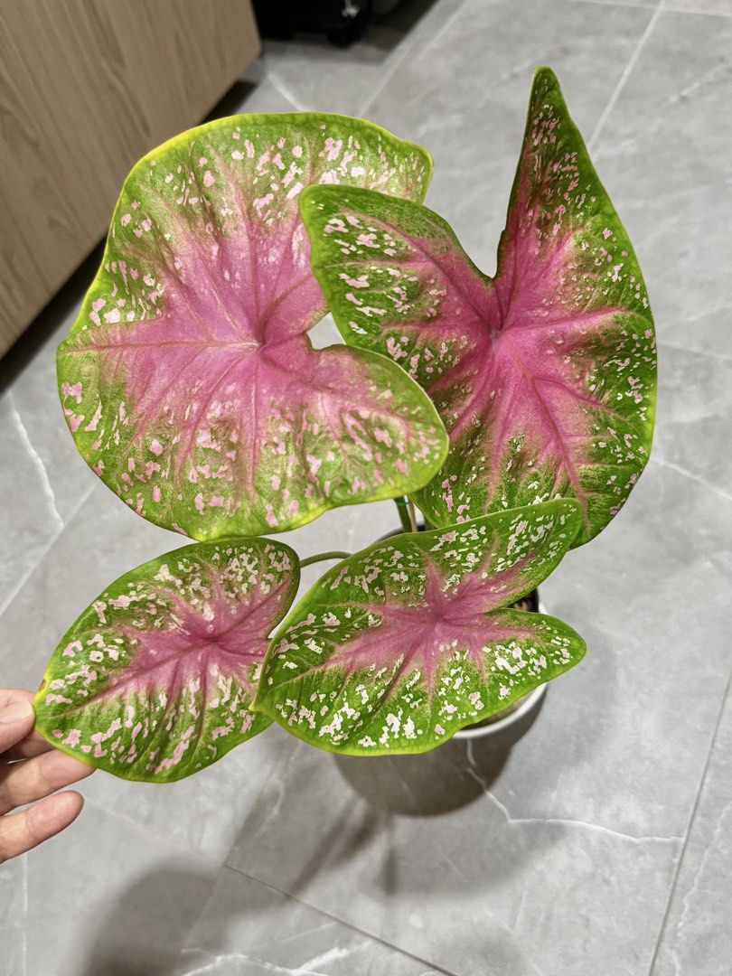 Caladium (Category: Plants & Seeds) located in Singapore. Submitted by happyclips (Listing ID 1440727708, Image 3). Description: 👉🏻Caladium Pink Beauty with new leaf as shown in 2nd photo . 👉🏻Healthy roots 👉🏻photo update on 3 June 2026 👉🏻when it’s matured, will have bigger leaves and the pink is stunning! Like the 4th photo . 👉🏻Self collect at Hougang Ave 7.