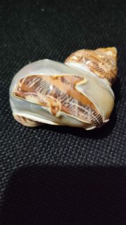 (Category: ) located in . Submitted by joanngoter49528 (Listing ID 1441017418, Image 1). Description: .