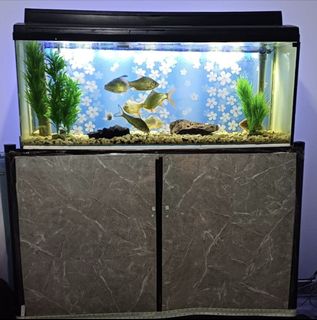 (Category: ) located in . Submitted by dolly_2828 (Listing ID 1440951723, Image 1). Description: .