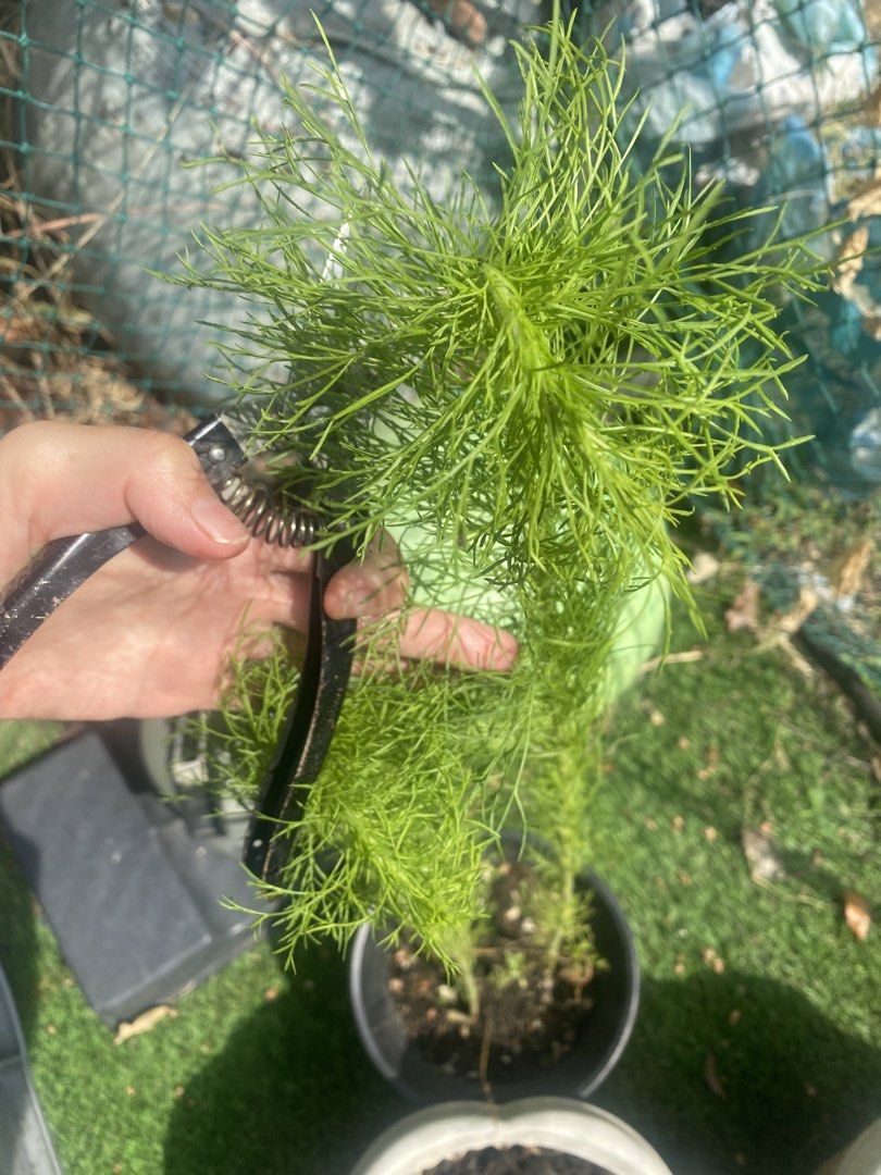 Dill Cuttings (Category: Plants & Seeds) located in Makati City. Submitted by ann.declutter (Listing ID 1441024336, Image 1). Description: - Fresh dill plant, ready for your kitchen. - Grow your own herbs at home! - Healthy and vibrant plant. - Perfect for adding fresh flavor to your dishes. - Easy to care for. - Get yours now and start cooking!.