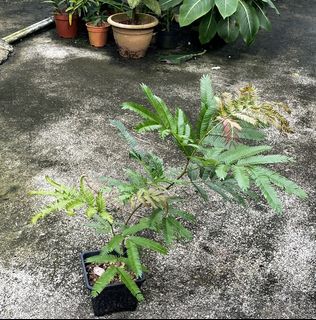 (Category: ) located in . Submitted by sghaworthiahabitat (Listing ID 1441137206, Image 1). Description: .