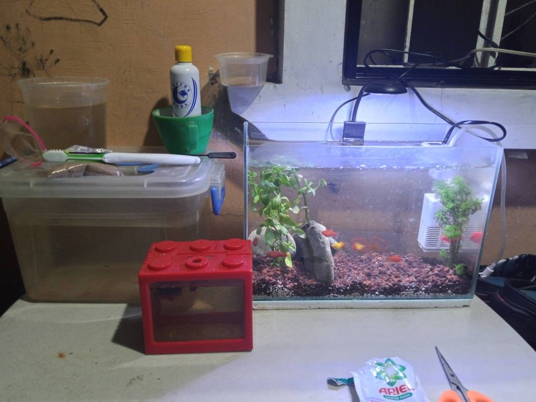 FOR TAKE ALL AQUARIUM (Category: Homes & Other Pet Accessories) located in Santa Rosa. Submitted by basmayorsh99139 (Listing ID 1440951866, Image 1). Description: Includes: Fish: 2 pcs danios 5 pcs platy fish Aquarium: 2.5 gallon 1.5 gallon container isang maliit accessories: 7 pcs plants 3 pcs stones with lava rocks with sands and aqua soil also including oxygen with filter 4watts delivery by lalamove or pick up .