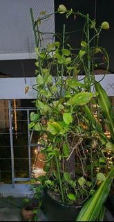 (Category: ) located in . Submitted by upatel17 (Listing ID 1441111680, Image 1). Description: .