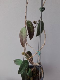 (Category: ) located in . Submitted by val_garden (Listing ID 1427398912, Image 1). Description: .