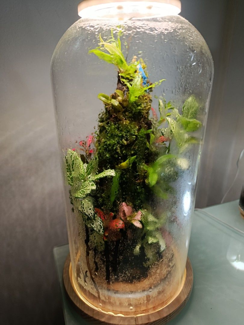 Mini Cloud Forest (Category: Plants & Seeds) located in Singapore. Submitted by johnnylai (Listing ID 1441113512, Image 1). Description: -Unique plant arrangement design, resemble mini Cloud Forest. - Plant light for an ambient lighting environment - Miniature orchids, plants and moss resemble of a mini mountain landscape..
