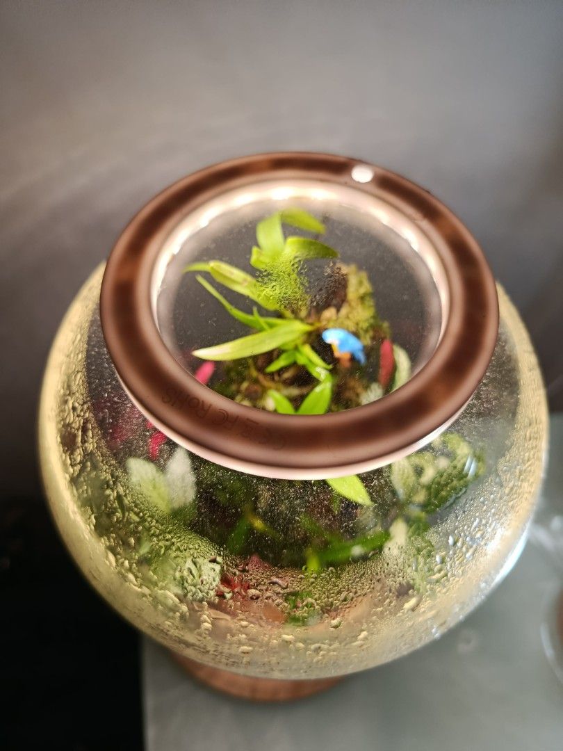 Mini Cloud Forest (Category: Plants & Seeds) located in Singapore. Submitted by johnnylai (Listing ID 1441113512, Image 3). Description: -Unique plant arrangement design, resemble mini Cloud Forest. - Plant light for an ambient lighting environment - Miniature orchids, plants and moss resemble of a mini mountain landscape..