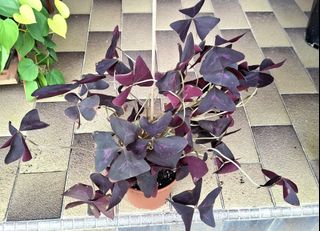 (Category: ) located in . Submitted by siew3232 (Listing ID 1440958573, Image 1). Description: .