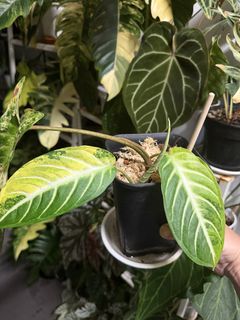 (Category: ) located in . Submitted by planteric (Listing ID 1441114409, Image 1). Description: .