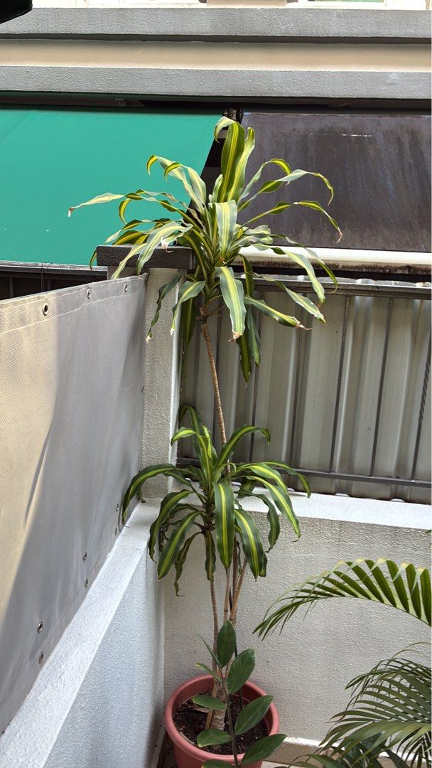 Plant469838357143889920