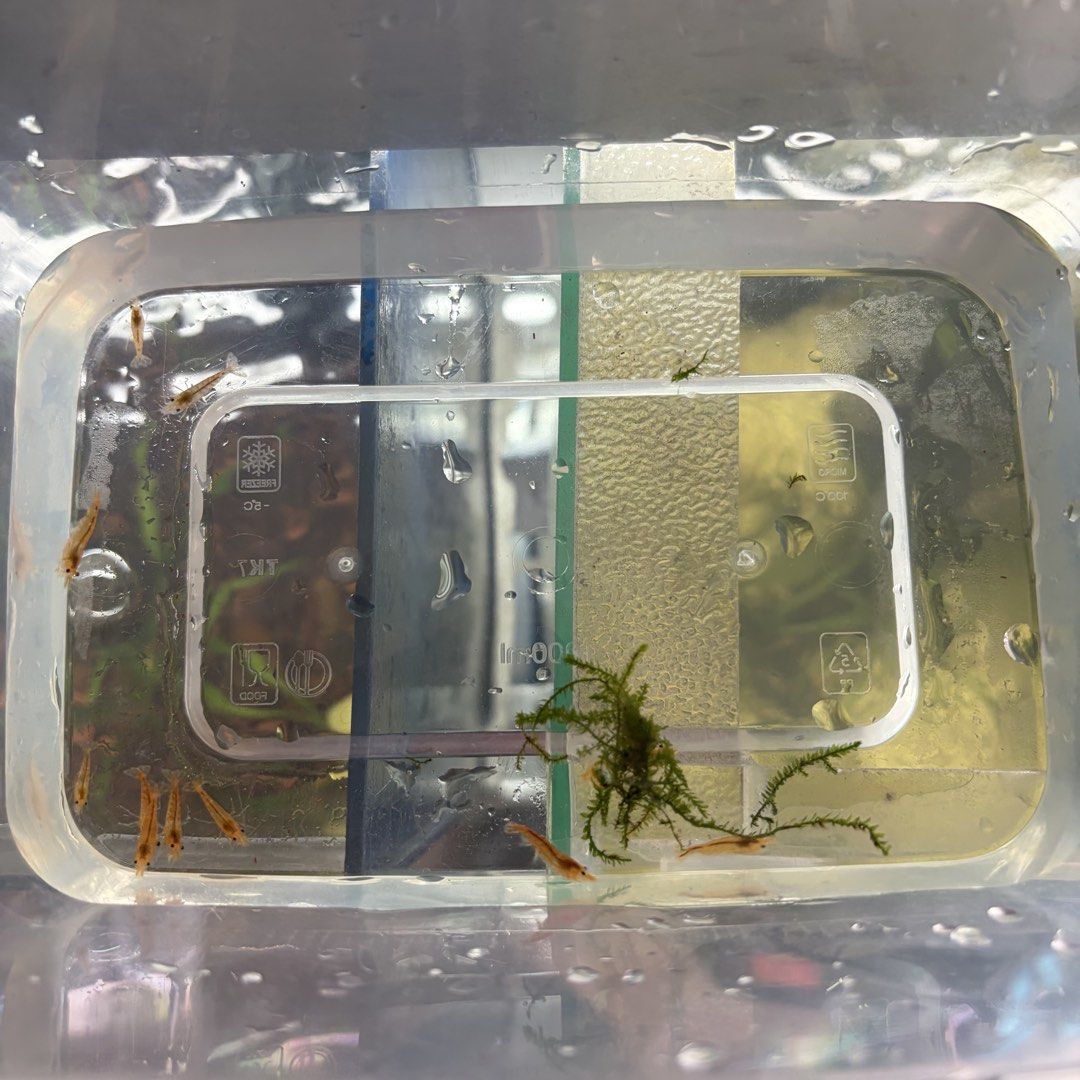 SHRIMP FOR SALE (Category: Fishing) located in Manila. Submitted by chukuuu1 (Listing ID 1440999184, Image 1). Description: .