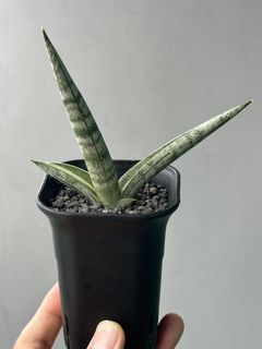（分類：）位於 。 由 hujang 提交（商品編號 1432889759，圖片 1）。簡介： 。