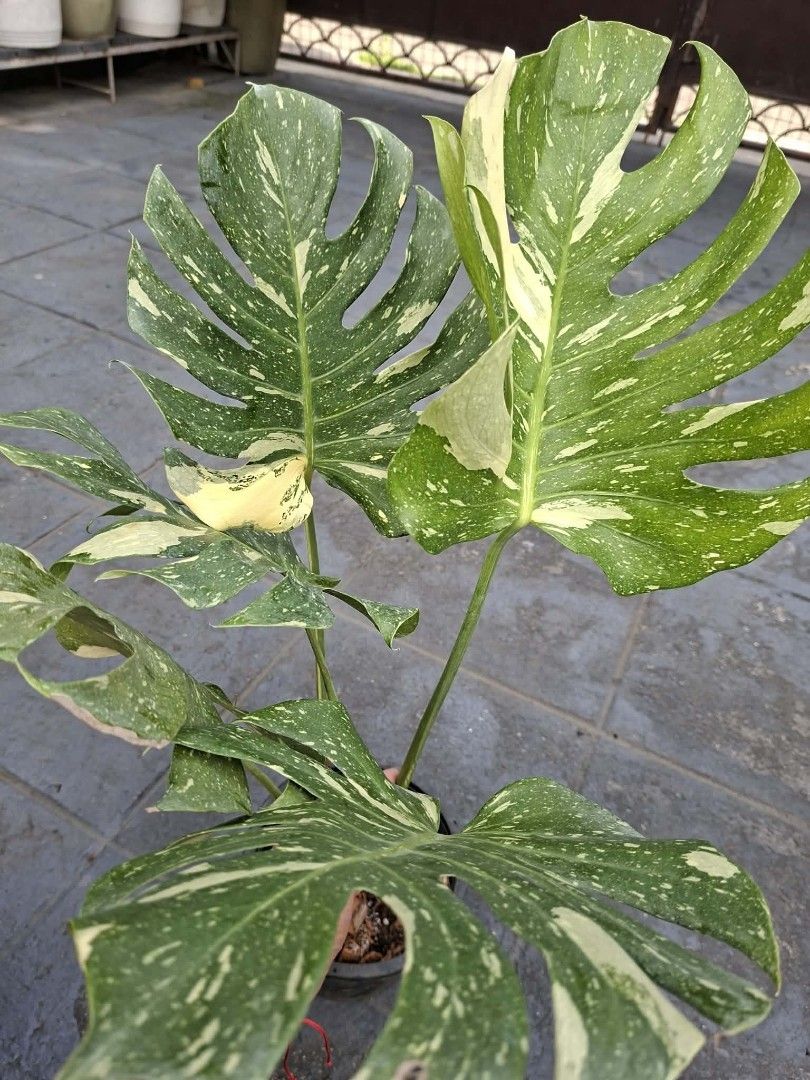 Thai Cons (Category: Plants & Seeds) located in Quezon City. Submitted by one.thin9.less (Listing ID 1441032223, Image 3). Description: 8 pots available.