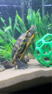 (Category: ) located in . Submitted by royalmountain_71a89e (Listing ID 1435928917, Image 1). Description: .