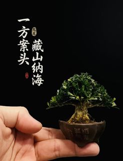 (Category: ) located in . Submitted by victorbonsai (Listing ID 1436010139, Image 1). Description: .
