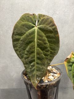 （分類：）位於 。 由 cl0601 提交（商品編號 1435962018，圖片 1）。簡介： 。