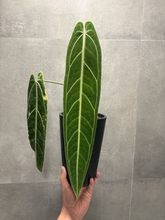 （分類：）位於 。 由 cl0601 提交（商品編號 1435962619，圖片 1）。簡介： 。